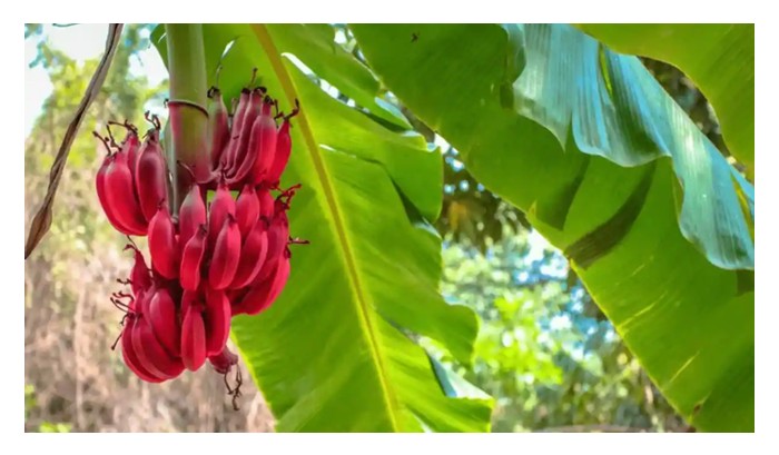 Read more about the article 全球香蕉品种多，有哪些“特殊”品种能带来新风味，翻开香蕉新一页?