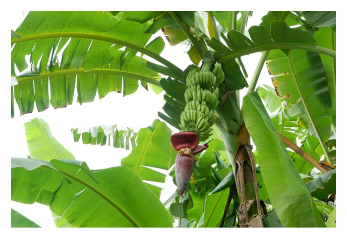 Read more about the article 大马全程健全与丰收的香蕉种植之道 —— 从苗圃管理到市场出货的系统化成功模式