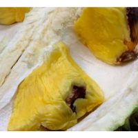 榴莲果实种子“烧焦”之谜：施肥背后的关键因素