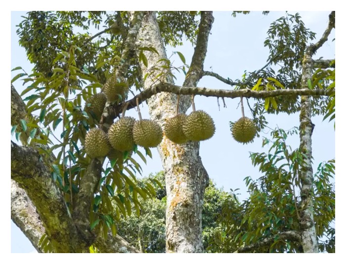 Read more about the article 榴莲应和其它高潜质果树套种以降低风险，甚至日后可搞休闲农场赚取收入?