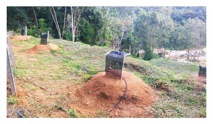 Read more about the article 种于园里的榴莲秧苗怕晒，应设防晒网或种番石榴等造荫作物更为划算?