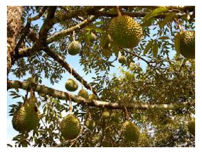 Read more about the article 为何榴莲比其它果树来得娇生惯养？