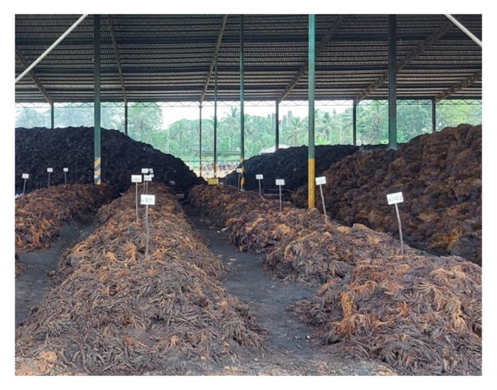 Read more about the article 榴莲园鋪蓋油棕堆肥，据知长期下带来节省化肥效益?