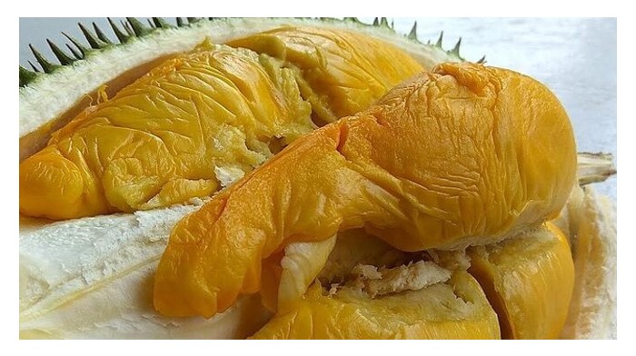 Read more about the article 大马榴莲种植有哪方面比泰国强?