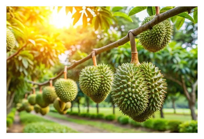 Read more about the article 泰国榴莲种植技术胜过大马?