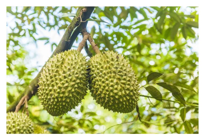 Read more about the article A果方案：让榴莲回到“果王”的标准