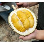 A级果须要A级肥：孕育A级果榴莲必要养分探讨