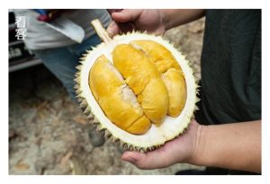 A级果须要A级肥：孕育A级果榴莲必要养分探讨