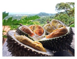 榴莲通过施肥提升风味： 平地变高山榴莲的窍门