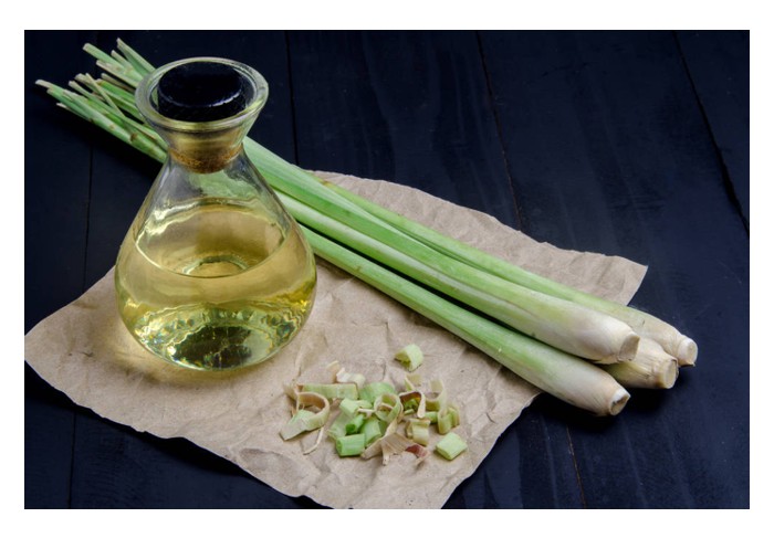 Read more about the article 从自种香茅到提炼精油：多大种植面积才有利可图？