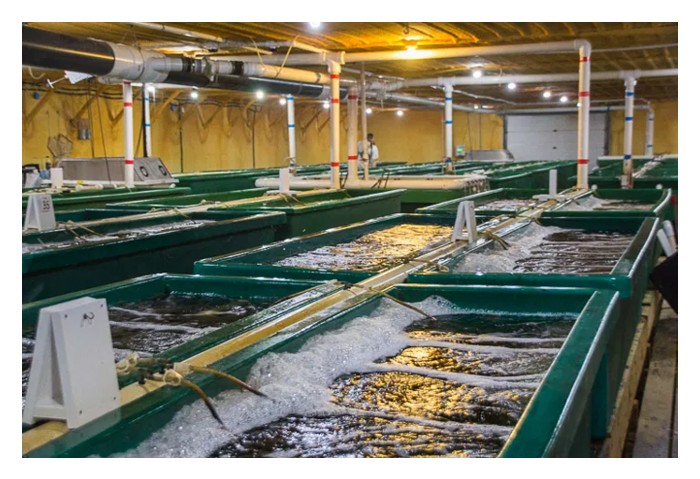 Read more about the article 室内循环水系统乃优异的养殖系统，大马业者应大力推广，但造价不菲，成为跘脚石?