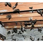 评述东南亚金丝燕窩产业最新概况及潜力