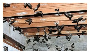 评述东南亚金丝燕窩产业最新概况及潜力