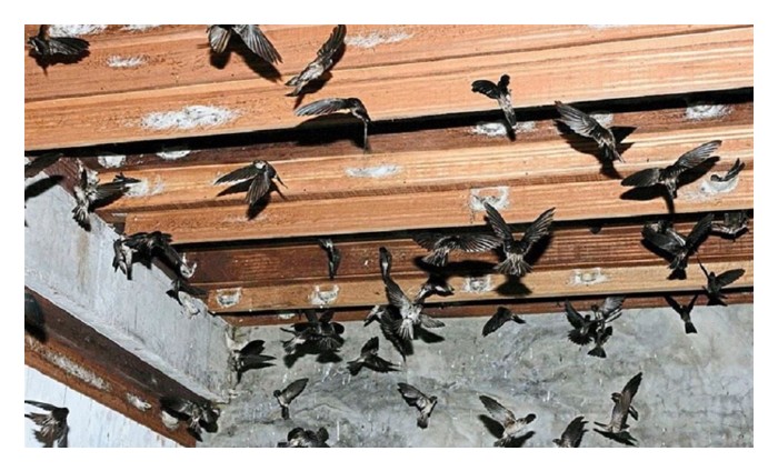 Read more about the article 评述东南亚金丝燕窩产业最新概况及潜力