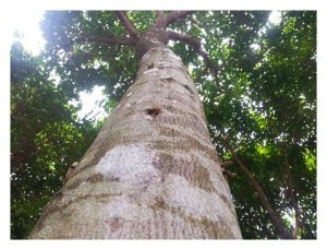 评述全球沉香产业概况