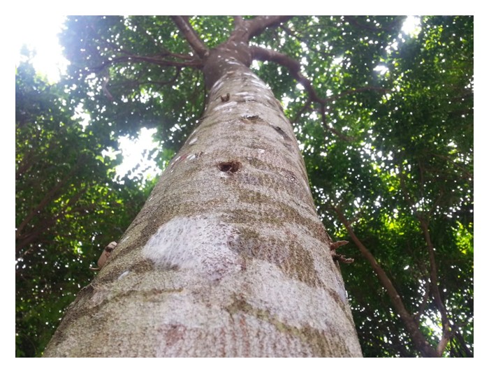 Read more about the article 评述全球沉香产业概况