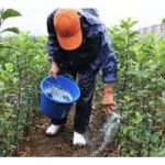 城市养蜂热潮：巴黎屋顶上蜂蜜的味道和市场