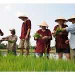 越南的“水上稻田”：气候变化下的浮动农业方案