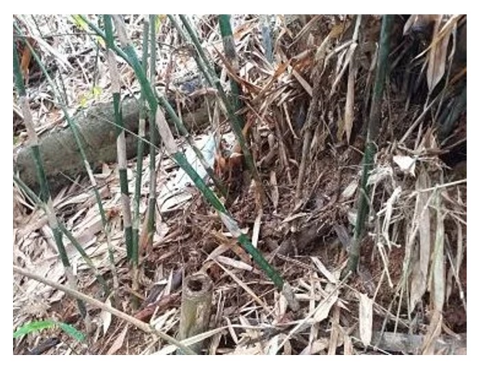 Read more about the article 园中野竹以哪一种化学药可以有效清除?