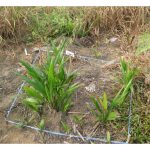 以哪种农药最有效清除油棕野秧及确保不再重生?