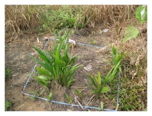 以哪种农药最有效清除油棕野秧及确保不再重生?