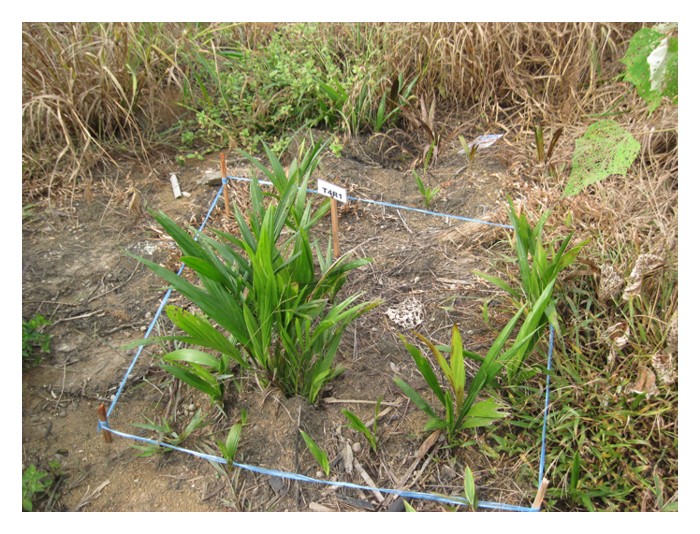 You are currently viewing 以哪种农药最有效清除油棕野秧及确保不再重生?