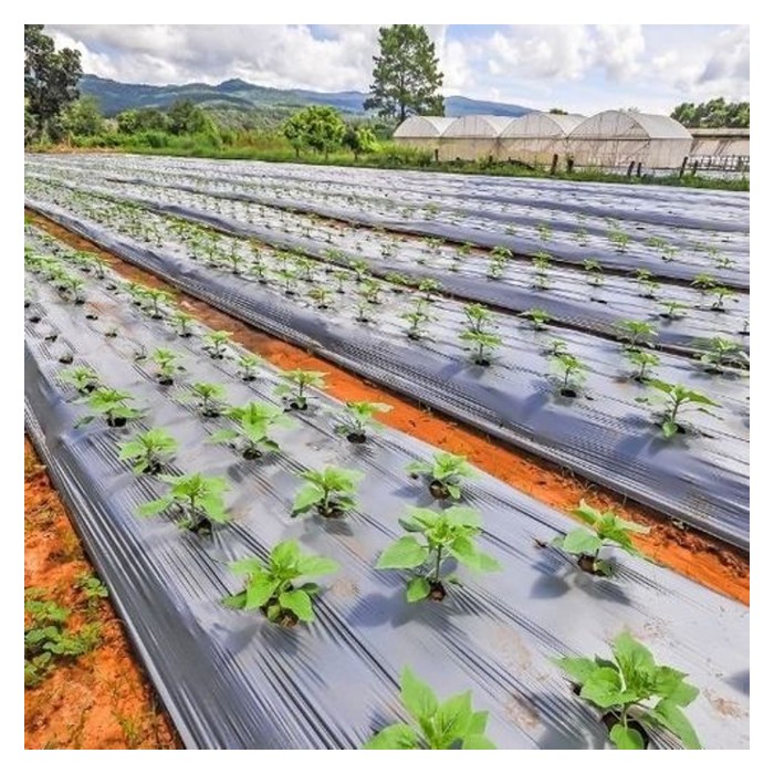 Read more about the article 菜农以黑色或银色地膜防草，降低杀草剂用量，地膜采用普遍化?