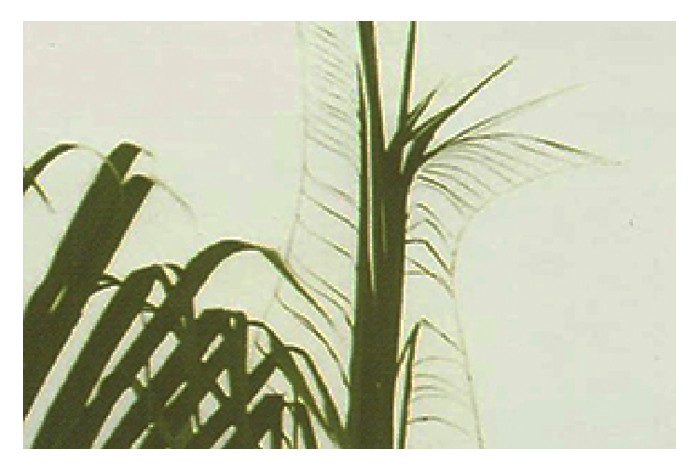 Read more about the article 硼肥对油棕产量有何等重要?