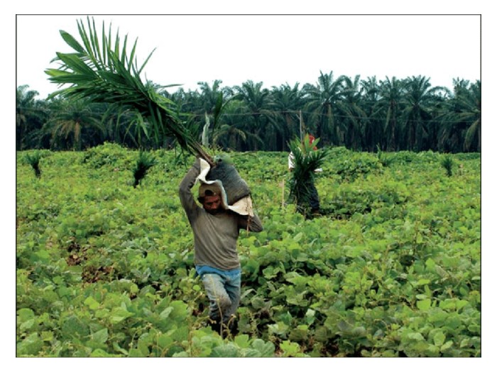 Read more about the article 刚翻种及刚建立的泥炭地油棕,其土壤呼吸率有何不同? 对油棕成长与生产力有何影响?