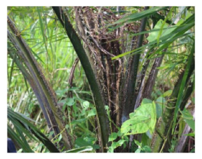 Read more about the article 哥伦比亚油棕的芽腐病(bud rot)主要由棕榈疫霉菌(Phytophthora palmivora)所引起,患病过程何解? 这种菌也殃及榴莲及可可树等?