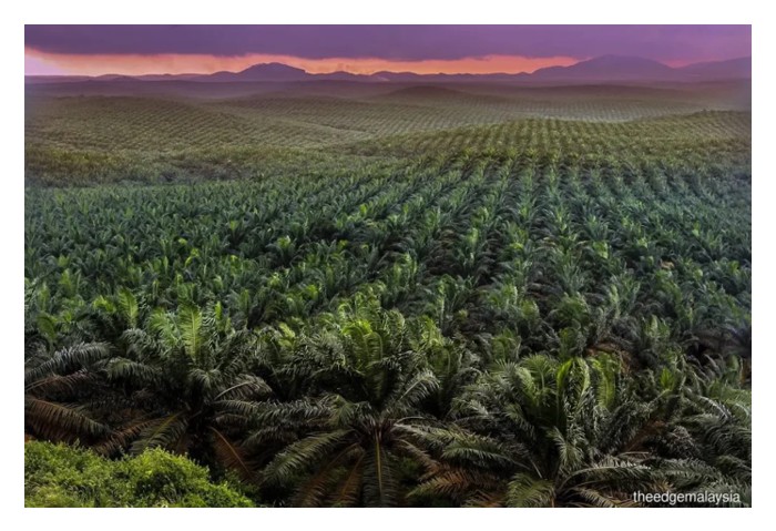 Read more about the article 半克隆(semi-clonal)油棕若和DxP油棕比较,哪一种占有产量优势?