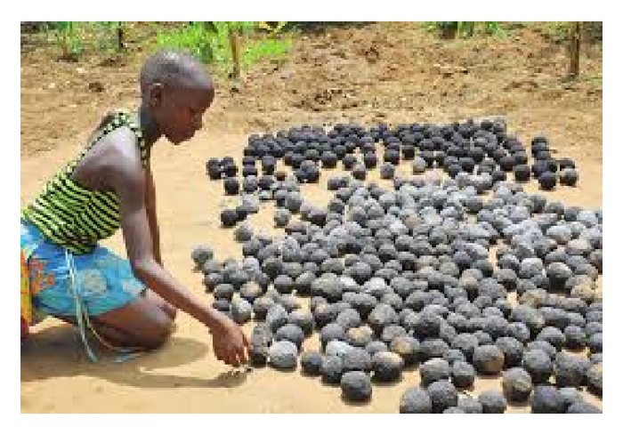 Read more about the article 油棕叶干 (fronds) 在东非国家如烏干达等国被制成煤棒以供厨房用途? 这作法可有永续性?