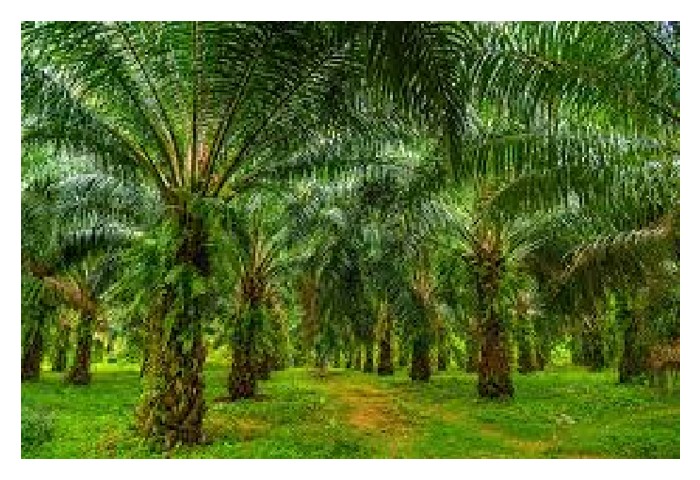 Read more about the article 半克隆(semi clonal) 与全克隆(full clonal) 油棕种植材料的各自优势有哪些? 那一种的生产力表现较理想?