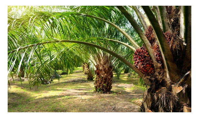 Read more about the article 油棕本身的抗病能力相当强,这是否因为它含有酚类化合物來拮抗的关系?