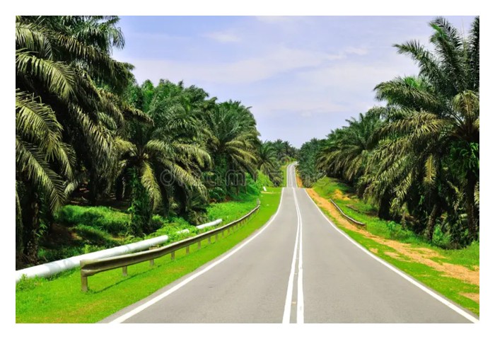 You are currently viewing MPOB在种植上的愿景是什么? 与现实可有落差?