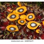 12.8%的沉重包袱：马来西亚棕油业的“Dura隐忧”