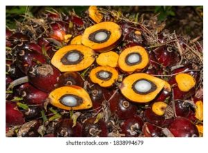 12.8%的沉重包袱：马来西亚棕油业的“Dura隐忧”