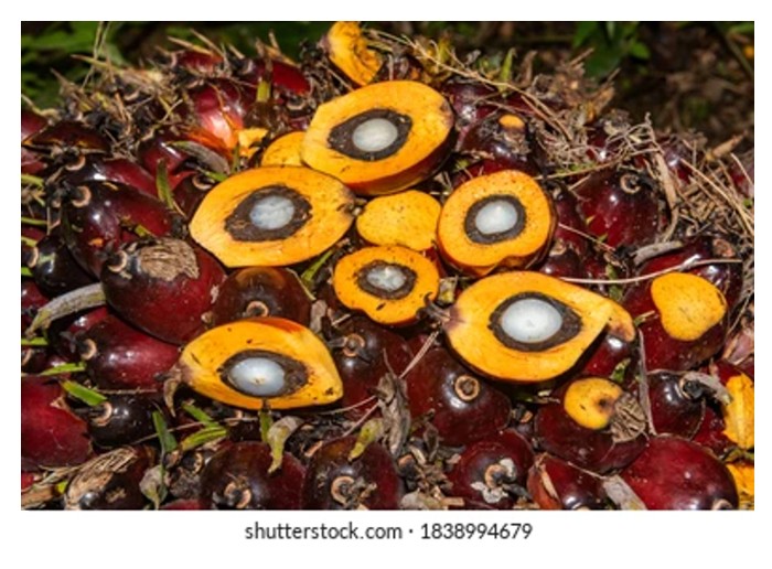 Read more about the article 12.8%的沉重包袱：马来西亚棕油业的“Dura隐忧”