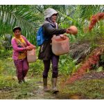 大马油棕面积达顶，提高原面积产量为今后方向，肥料商任重道远及商机湧现!