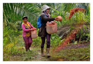 大马油棕面积达顶，提高原面积产量为今后方向，肥料商任重道远及商机湧现!