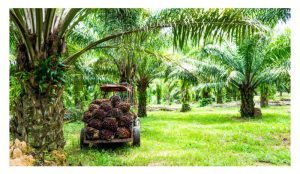 DxP油棕乃是大马主力种植材料，高产潜能之外，含油量也丰富!