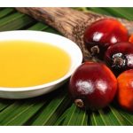 大马油棕种植面积远落印尼，未来，大马棕油或以“优质油”面对世界，就犹如猫山王 VS 金杞头榴莲那样，以保国际地位?