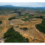 欧盟禁棕油生柴：毁林真理，还是借题发挥？