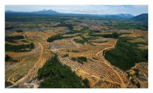 欧盟禁棕油生柴：毁林真理，还是借题发挥？