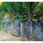 可导致产量明显下跌：这是各种畸形或不合格油棕秧苗被拒入园里下种的原因?