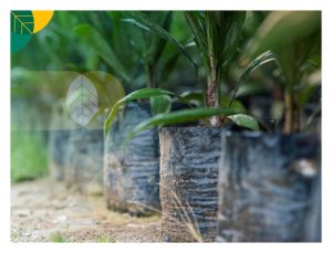 可导致产量明显下跌：这是各种畸形或不合格油棕秧苗被拒入园里下种的原因?