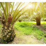 假设其它条件都正常，那么二氧化碳浓度越高，将提高油棕的光合作用及成长率?