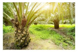 假设其它条件都正常，那么二氧化碳浓度越高，将提高油棕的光合作用及成长率?