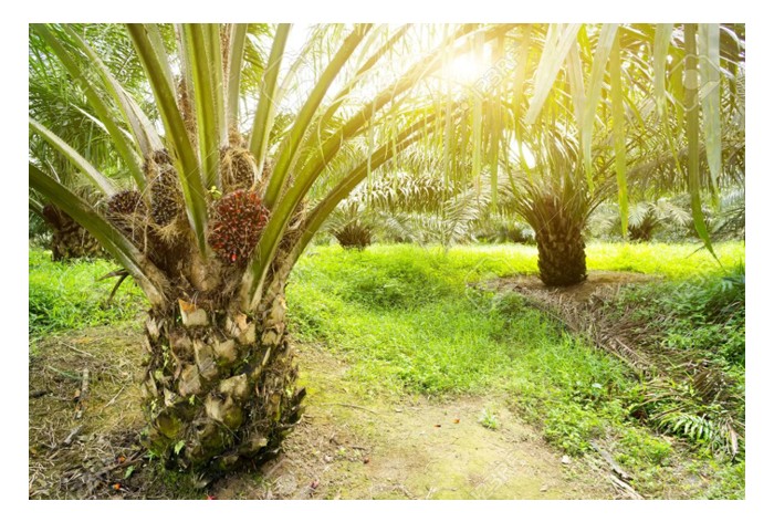 Read more about the article 假设其它条件都正常，那么二氧化碳浓度越高，将提高油棕的光合作用及成长率?