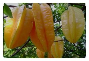 缓释肥：让马来西亚果树“吃得巧、长得好”的新策略